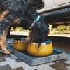 image:imageRuffwear Basecamp Dog Food Bowl 16L 675 Cups Catttail TanBasalt Gray