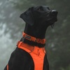 image:imageRuffwear Front Range Dog Collar Basalt Gray 1420Blaze Orange