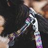 image:imageRuffwear Front Range Dog Collar Basalt Gray 1420River Rock Green