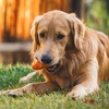 image:imageRuffwear GnawtaCone Interactive Toy for Dogs Blue PoolSalamander Orange