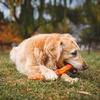 image:imageRuffwear GnawtaStick Durable Floating Dog Toy Salamander OrangePurple Orchid