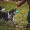 image:imageRuffwear HuckaCone Tug amp Throw Dog Toy Salamander OrangePurple Orchid
