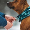 image:imageRuffwear Mt Hoodie Warming Neck Gaiter for Dogs Basalt Gray 1520Deep Teal