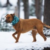 image:imageRuffwear Mt Hoodie Warming Neck Gaiter for Dogs Basalt Gray 1520Deep Teal