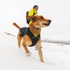 image:imageRuffwear Quinzee Dog Winter Jacket Insulated Packable Puffer Vest with Leash Portal Reflective Trim amp WeatherResistant Shell Adjustable Fit Coat Harness Compatible Obsidian Black MediumObsidian Black