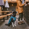 image:imageRuffwear Stumptown Quilted Dog Jacket Insulated WaterResistant Winter Coat with Reflective Trim amp Leash Portal Easy OnOff Buckles Durable ColdWeather Layer River Rock Green MediumMetolius Blue