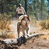 image:imageRuffwear Swamp Cooler Zip Dog Vest Evaporative Cooling for Hot Weather Graphite Gray MediumBiolumin Blue