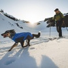 image:imageRuffwear Vert Coverall Dog Winter Coat Full Coverage Waterproof Insulated Snow Suit for Dogs Adjustable FitBlue Pool